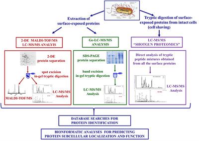 Proteomics for the Investigation of Surface-Exposed Proteins in Probiotics